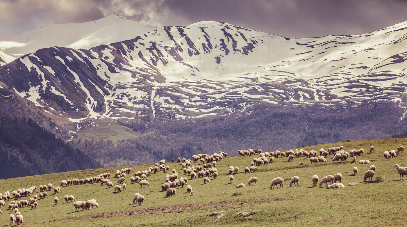 Pastures of Tusheti region in Georgia